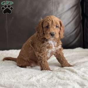 Chase, Cockapoo Puppy